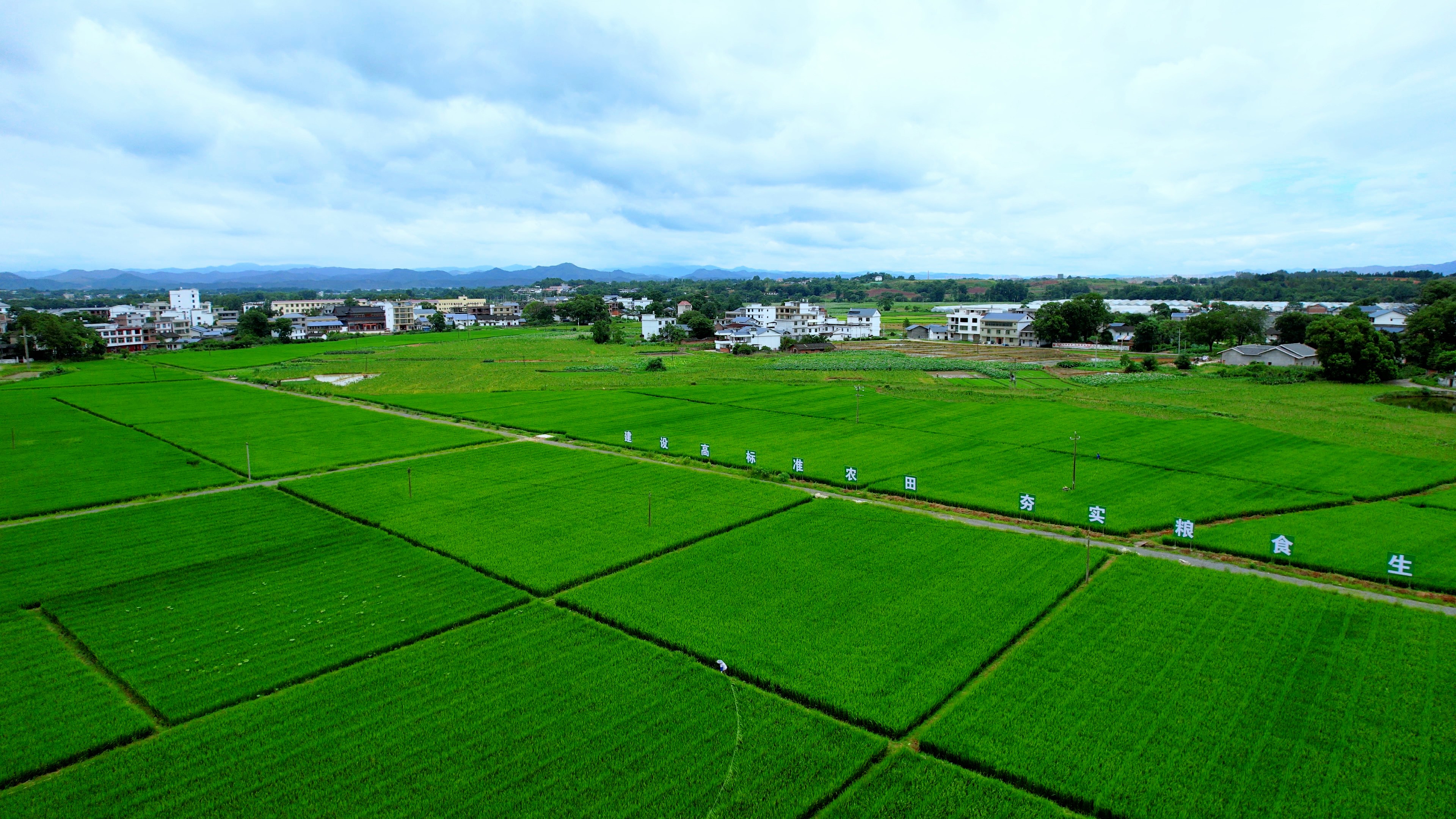圖為鳳崗村高標(biāo)準(zhǔn)農(nóng)田實(shí)景